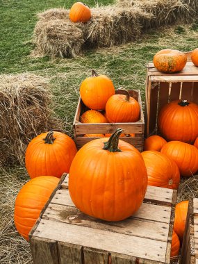 Cadılar Bayramı balkabakları ve sonbahar mevsiminde tatil süslemeleri kırsal alan, balkabağı hasadı ve mevsimlik tarım, doğa sahnesinde açık hava.