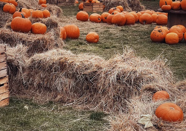 Abóboras Halloween Decoração Férias Temporada Outono Campo Rural Colheita Abóbora — Fotografia de Stock