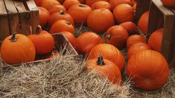 秋の季節の田園地帯でのハロウィーンのカボチャと休日の装飾 カボチャの収穫と季節の農業 自然のシーンで屋外 — ストック動画