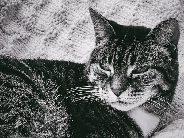 Beautiful Female Tabby Cat Home Adorable Domestic Pet Black White — Stock Photo, Image