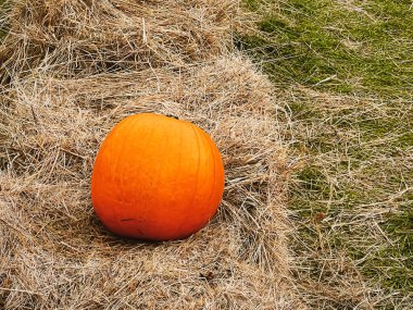 Cadılar Bayramı balkabakları ve sonbahar mevsiminde tatil süslemeleri kırsal alan, balkabağı hasadı ve mevsimlik tarım, doğa sahnesinde açık hava.