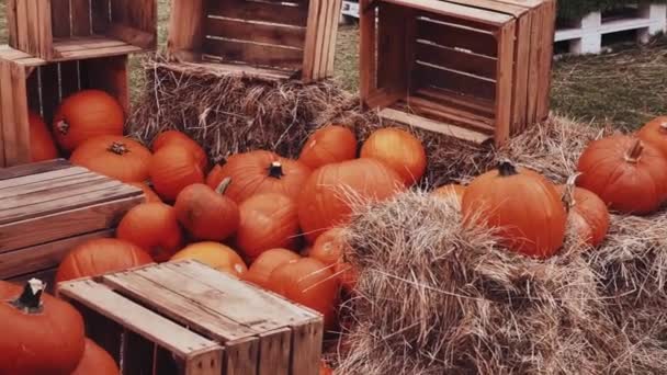 Halloween Dynie Dekoracja Wakacje Jesienią Pole Wiejskie Zbiory Dyni Sezonowe — Wideo stockowe