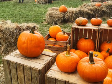 Cadılar Bayramı balkabakları ve sonbahar mevsiminde tatil süslemeleri kırsal alan, balkabağı hasadı ve mevsimlik tarım, doğa sahnesinde açık hava.