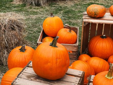 Cadılar Bayramı balkabakları ve sonbahar mevsiminde tatil süslemeleri kırsal alan, balkabağı hasadı ve mevsimlik tarım, doğa sahnesinde açık hava.
