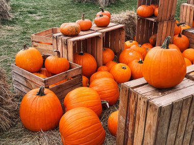 Cadılar Bayramı balkabakları ve sonbahar mevsiminde tatil süslemeleri kırsal alan, balkabağı hasadı ve mevsimlik tarım, doğa sahnesinde açık hava.