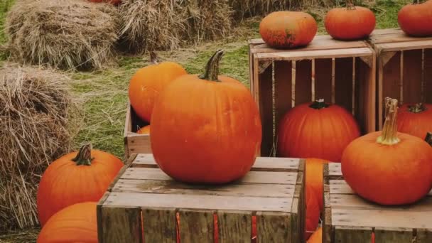 Cadılar Bayramı Balkabakları Sonbahar Mevsiminde Tatil Süslemeleri Kırsal Alan Balkabağı — Stok video