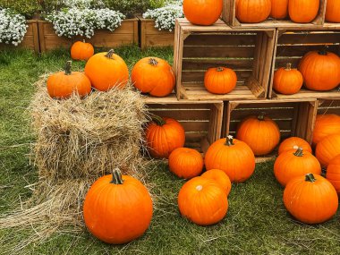 Cadılar Bayramı balkabakları ve sonbahar mevsiminde tatil süslemeleri kırsal alan, balkabağı hasadı ve mevsimlik tarım, doğa sahnesinde açık hava.