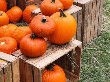 Cadılar Bayramı balkabakları ve sonbahar mevsiminde tatil süslemeleri kırsal alan, balkabağı hasadı ve mevsimlik tarım, doğa sahnesinde açık hava.