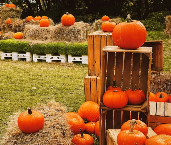 Halloween Dynie Dekoracja Wakacje Jesienią Pole Wiejskie Zbiory Dyni Sezonowe — Zdjęcie stockowe