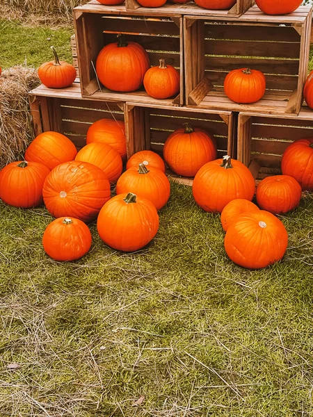 Halloween Pumpkins Holiday Decoration Autumn Season Rural Field Pumpkin Harvest — Stock Photo, Image