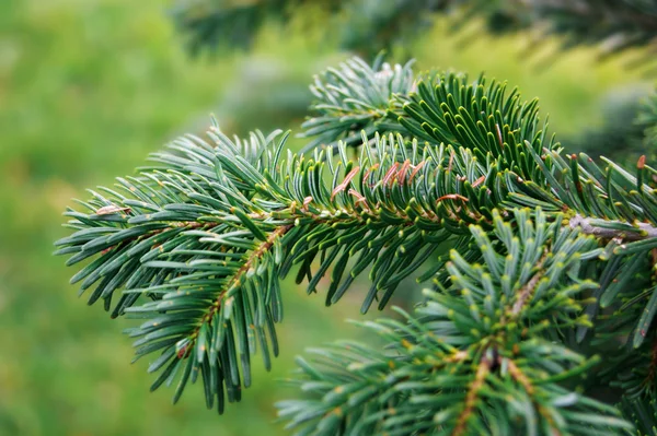 Päls-träd gren — Stockfoto