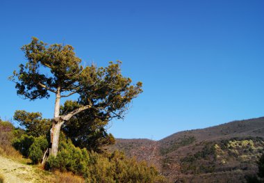 manzara