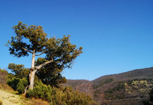 Landscape — Stock Photo, Image