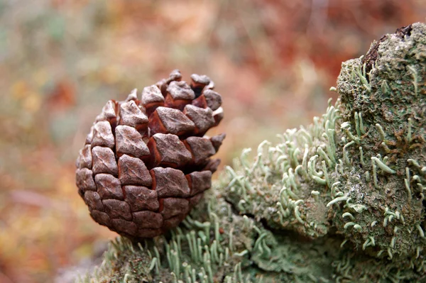 Hout stilleven — Stockfoto