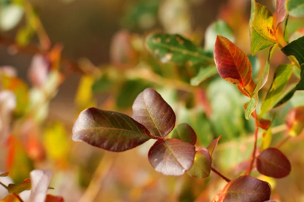 Höstlöv i trä — Stockfoto