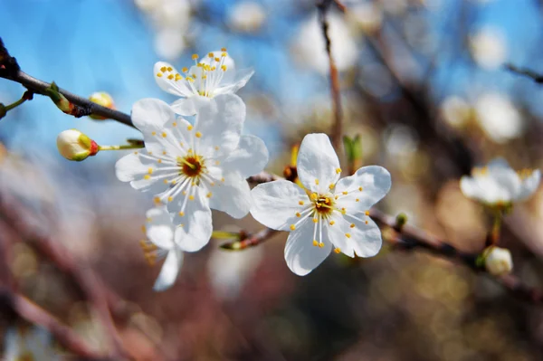 Floração de ameixa cereja Imagem De Stock
