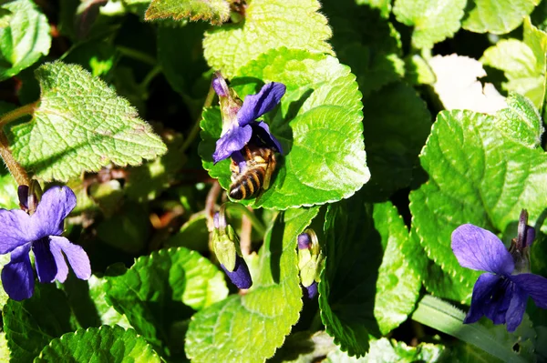 Biene in einer Blume! — Stockfoto