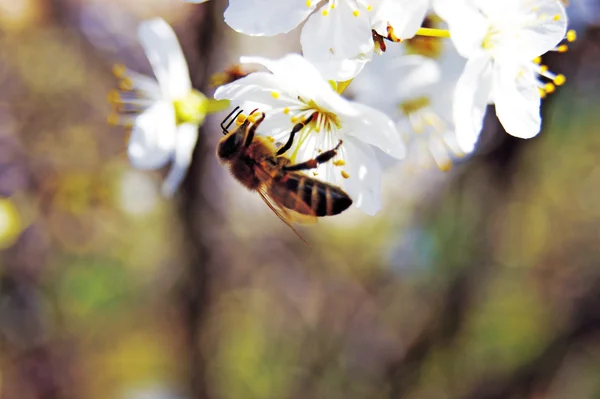 魅力的な蜂 — ストック写真