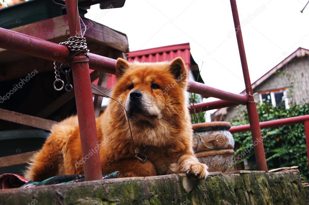 Dog Of Breed Of Chao Chao Stock Photo Image By C Druidairin