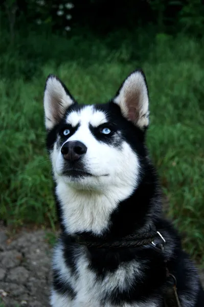 純血種の犬 — ストック写真