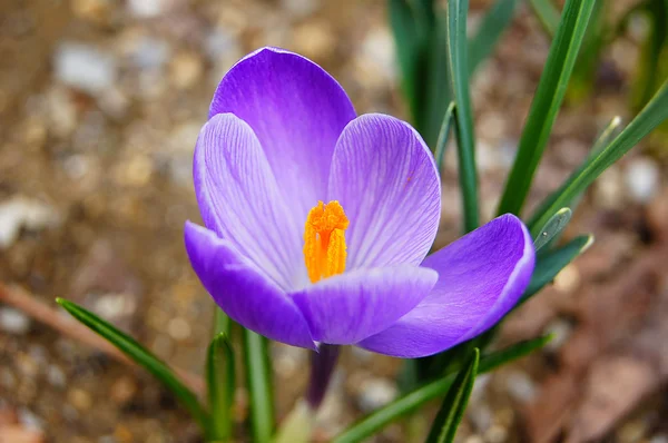 Spring freshness — Stock Photo, Image