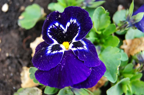 Viola eine Blume — Stockfoto