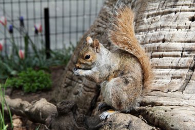 Madison'daki kare bir sincap