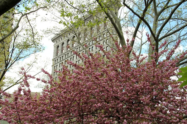 Árbol de cerezo de flor en Madison Square —  Fotos de Stock