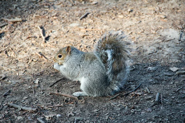 Una ardilla se come la nuez. —  Fotos de Stock