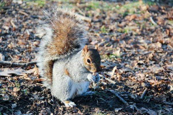 Ein Eichhörnchen frisst die Nuss — Stockfoto