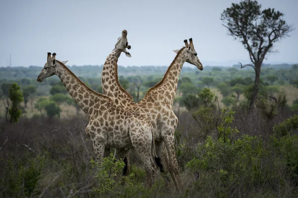 Girafas — Fotografia de Stock