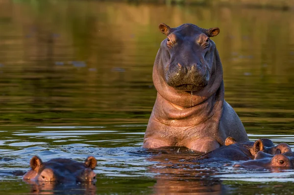 Sürpriz hipopotam — Stok fotoğraf