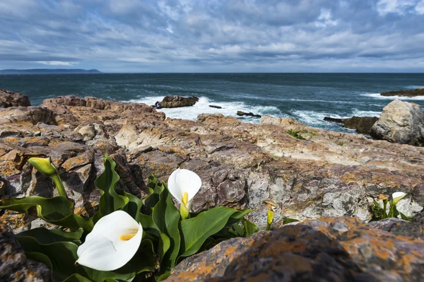 Arum lillies, Sydafrika havskust — Stockfoto