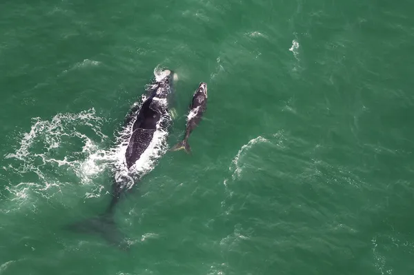 Whales, South Africa — Stock Photo, Image