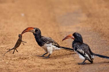 Monteiros Hornbills (Tockus monteiri) Namibia clipart