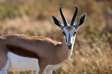 Oryx gemsbok antilop, etkin, Namibya