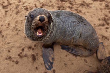 sevimli küçük seal, namibia, Afrika