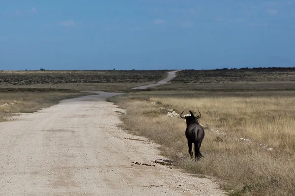 Safari, Namíbia — Fotografia de Stock