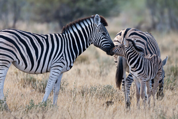 Zebras family, Namibia