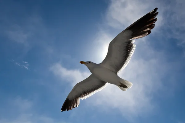 martı gökyüzünde, Namibya