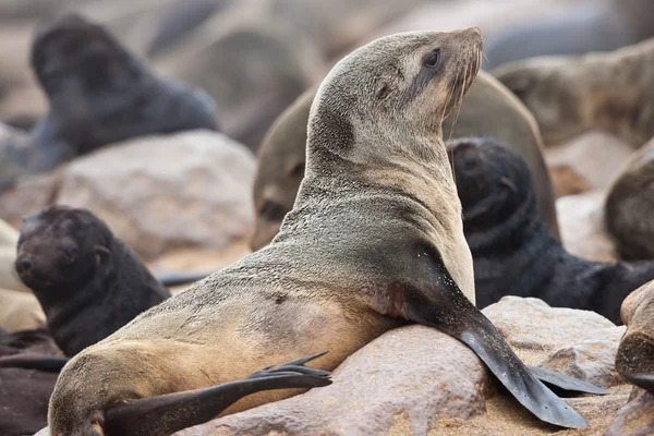 Młoda foka, namibia — Zdjęcie stockowe