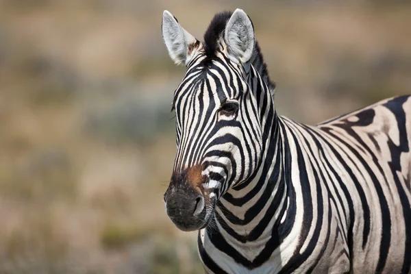 Zebra, safari, Namíbia — Fotografia de Stock