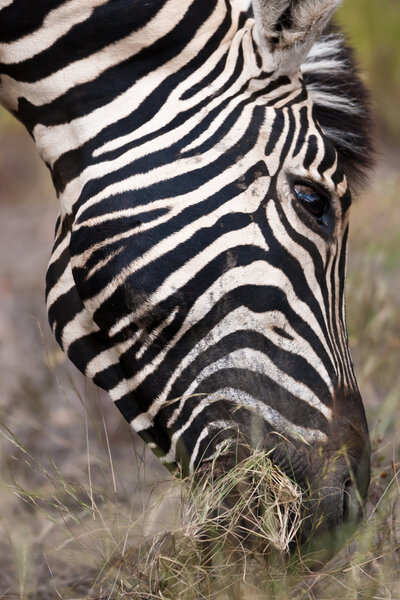 Zebra, safari, Namibia