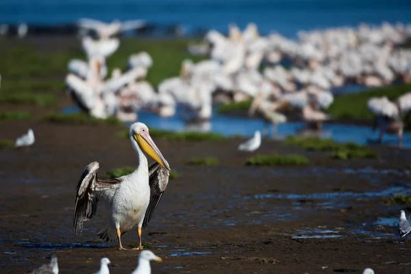 Pelicanos, Namíbia — Fotografia de Stock