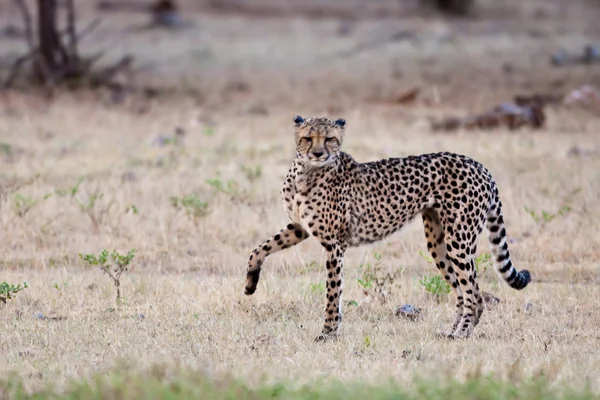 Cheetah, Namíbia — Fotografia de Stock