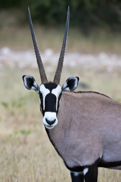 Antilope Gemsbok — Photo
