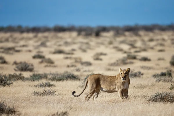 Leone, Namibia — Foto Stock