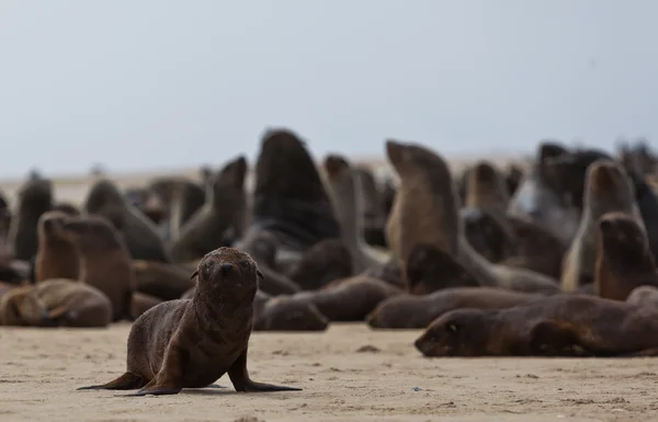 Colonia de focas en el océano Atlántico en Namibia, África — Foto de Stock