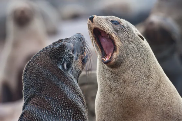 Focas del Cabo peleteras discutiendo, Costa Esqueleto, Namibia, África — Foto de Stock