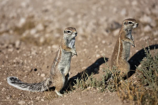 2 つのホリネズミ、ナミビア — ストック写真